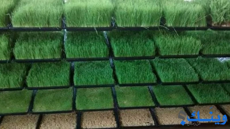 مجموعة الاخوة الهندسية للطاقة البديلة