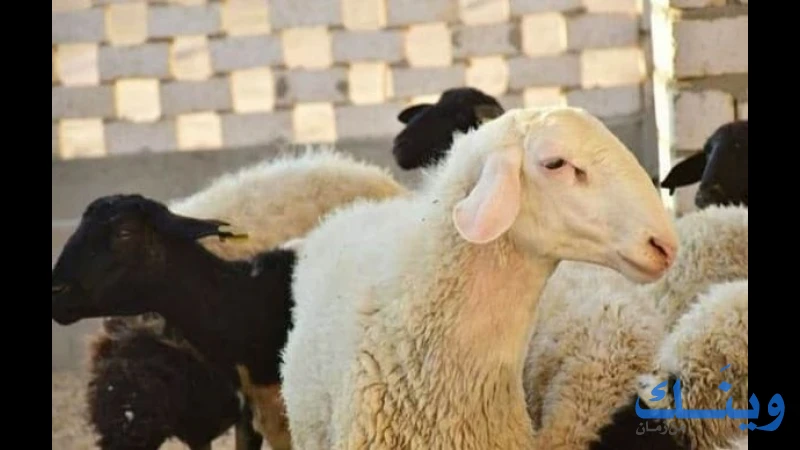 ملحمة ابو احمد الروجيبي