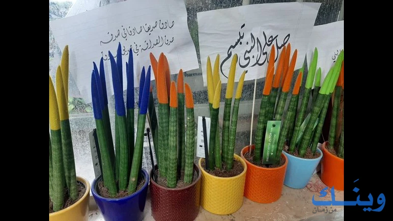 مشتل الوردة الحمراء