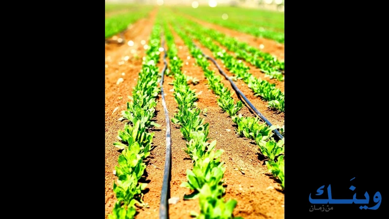 شرباتي اخوان للتجارة والزراعة