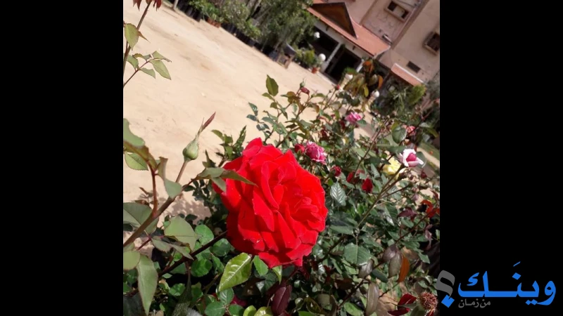 مشتل فتحي ابو طه
