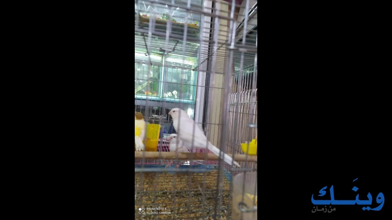 محل الحديقة للطيور والاسماك