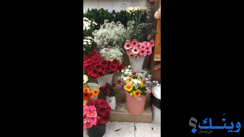 مشتل دنيا الازهار