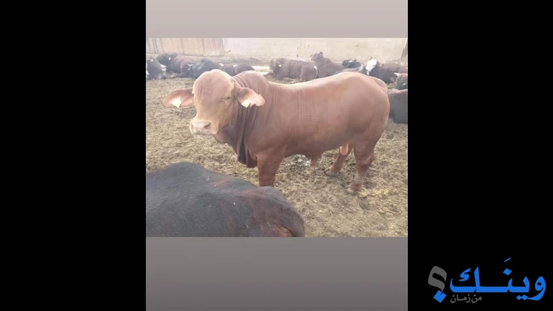 ابناء عفانة