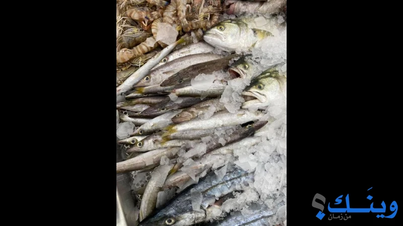 اسماك شبك يافا 2