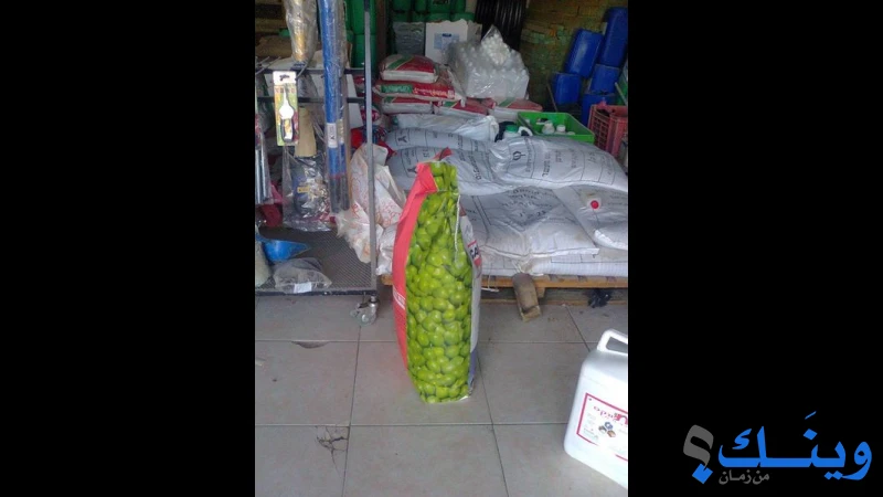 توأم عودة اخوان