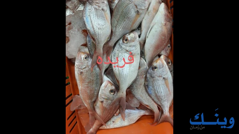 مسمكة بور سعيد