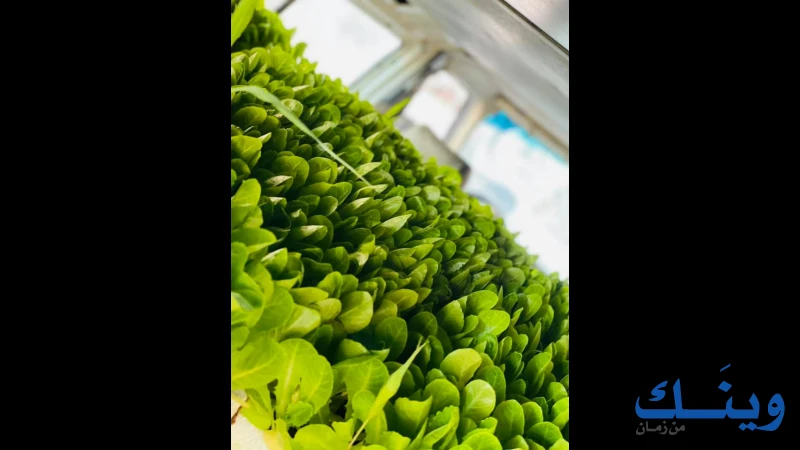 محلات العبد القاروط