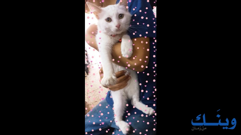 الوطنية للدواجن