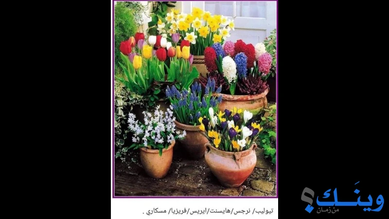 محلات هاني الشنطي للمواد الزراعية