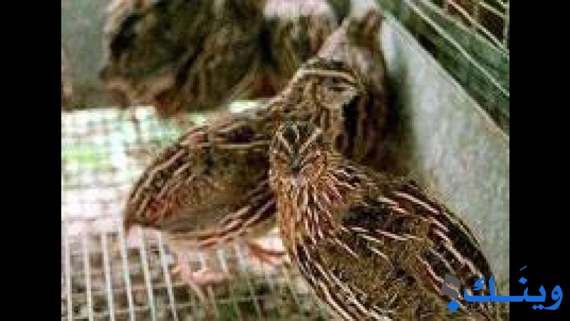 السنابل للاستثمار الزراعي والبيطري