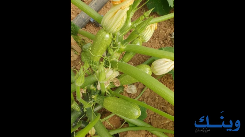 الدرعاوي للتنمية الزراعية