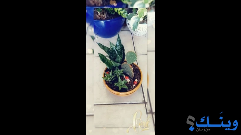 ازهار البيرة العوري
