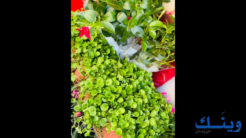 محلات العبد القاروط