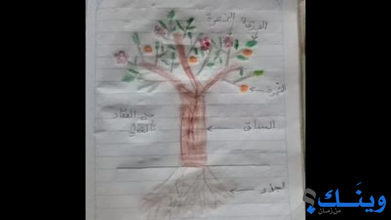 مدرسة الفخاري الابتدائية المشتركة ( أ )