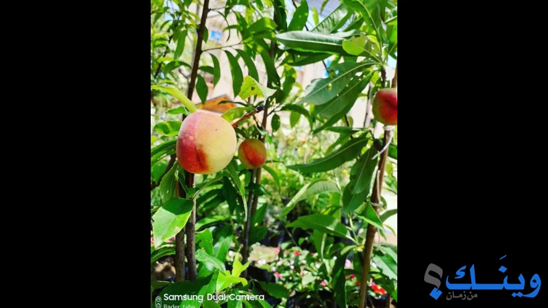 مشتل فتحي ابو طه