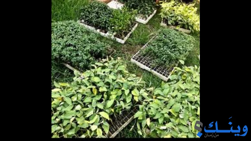 مؤسسة كرامة لتنمية المرأة والطفل