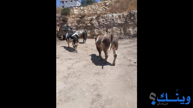 ملحمة الاقصى