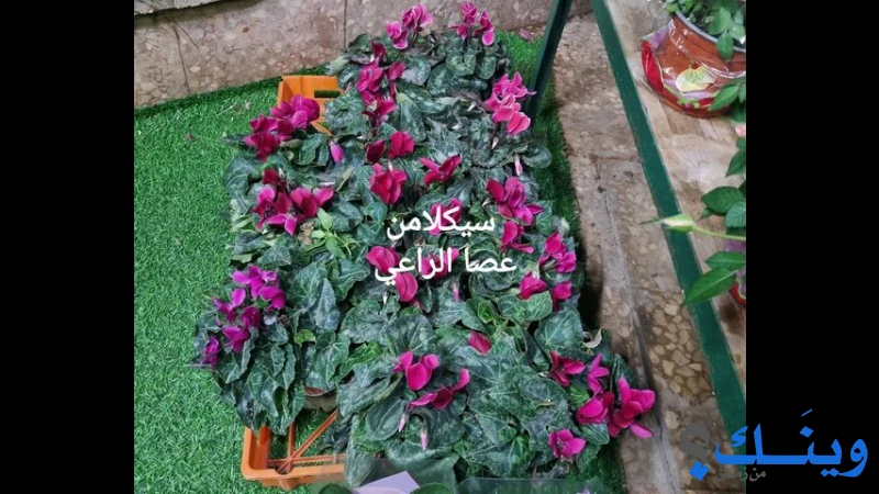 مشتل جرين جاردنز