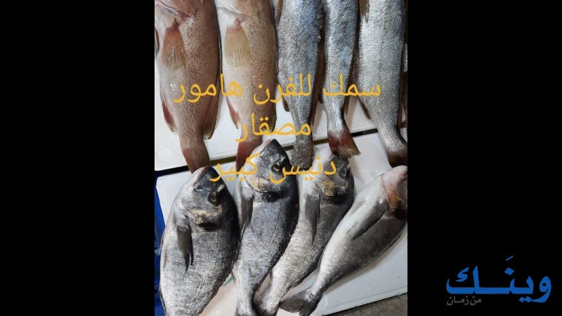 مسمكة بور سعيد