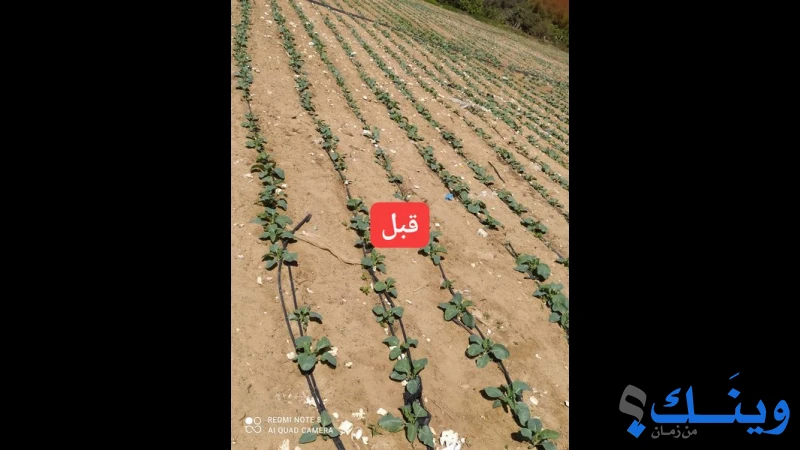 ايمن صالح حمادة