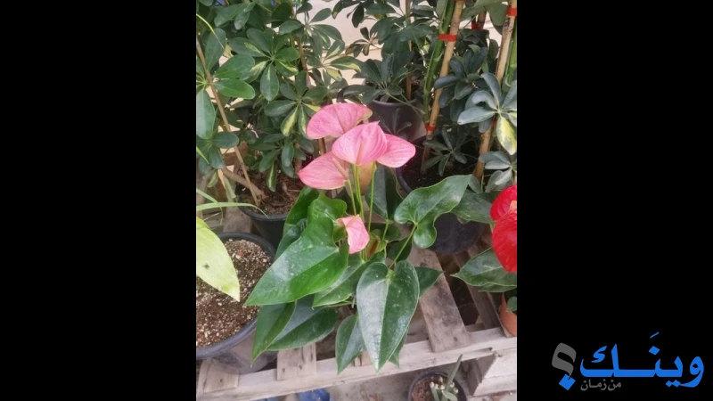 مركز الزهور وتنسيق الحدائق