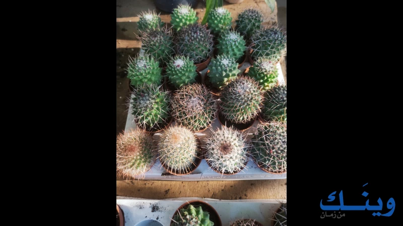 مشتل ارض الورد