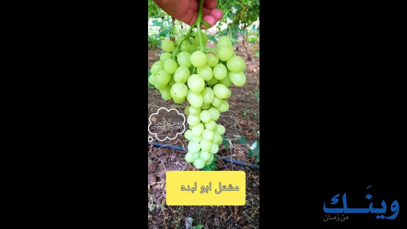 مشتل ابو لبدة