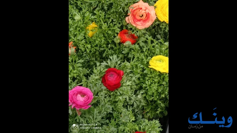 مشتل عرفة العصري