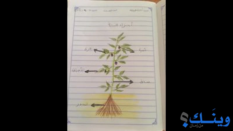 مدرسة الفخاري الابتدائية المشتركة ( أ )