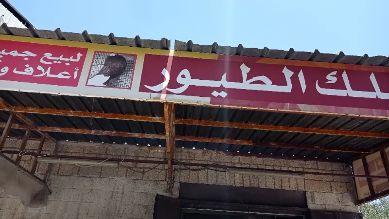 ملك الطيور