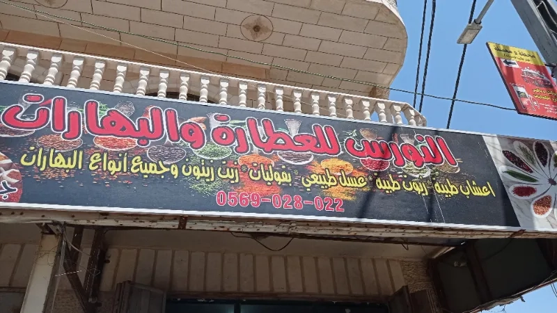 النورس