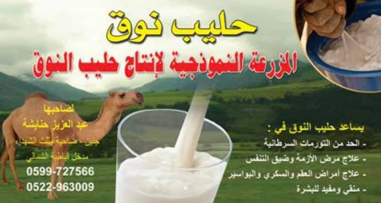 المزرعة النموذجية لانتاج حليب النوق