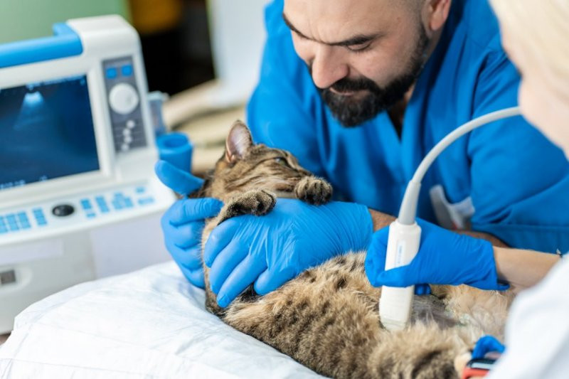 مركز بديا للعلاجات البيطرية
