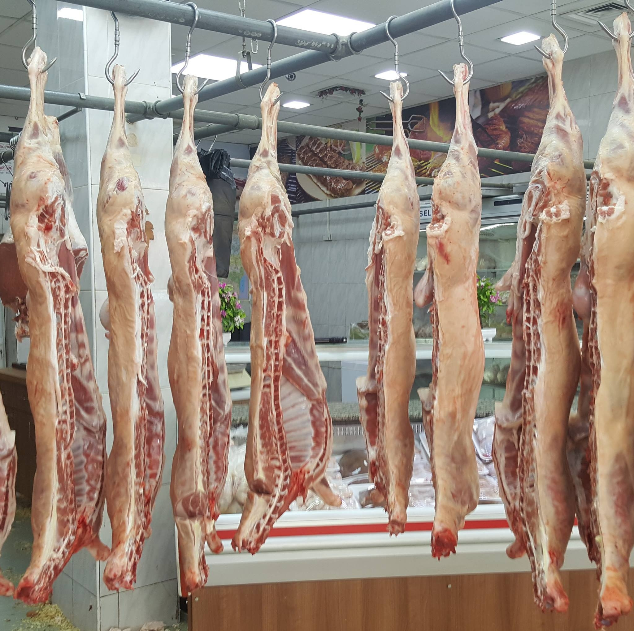 شركة الرواد العالمية للحوم والمواشي