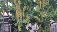 شقه - مفروشه - للبيع