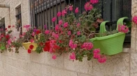 شقه - مشطب - للبيع