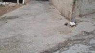 منزل منفصل - مفروشه - للبيع