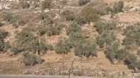 منزل منفصل - عظم - للبيع