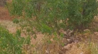 أرض للبيع 4256م