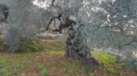 أرض للبيع 3235متر