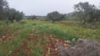 ارض للبيع 11 دنم