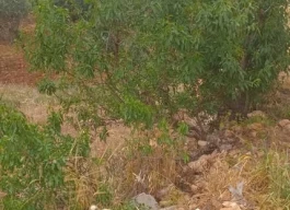 أرض للبيع 4256م