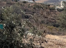 أرض للبيع 8 دونمات