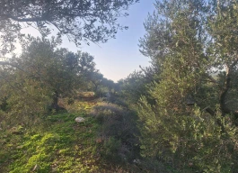 أرض للبيع 8دونم