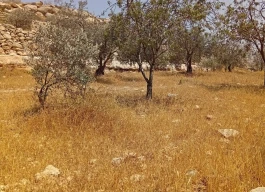 أرض للبيع دونم