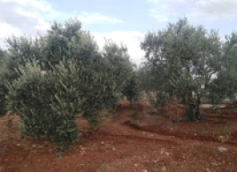 أرض للبيع 2500 متر مربع