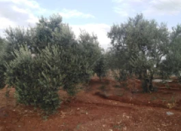 أرض للبيع  2580 متر