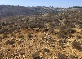 أرض للبيع 1 دونم