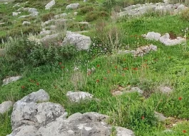 أرض للبيع 550 متر مربع